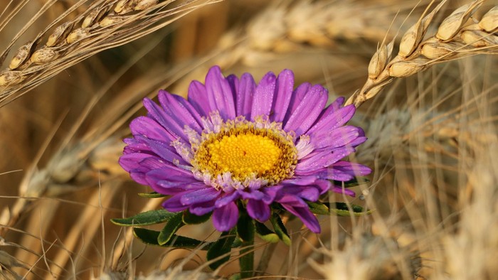En stor, lilla blomst med gul midte blomstrer i en kornmark.