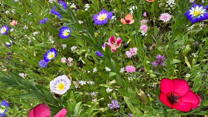 Bunte Blumenwiese mit verschiedenen Arten und Farben