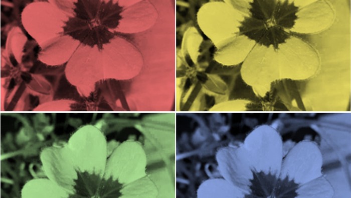 Eine Collage aus Blumen in lebendigen Einfarbfiltern: rot, gelb, grün und blau.
