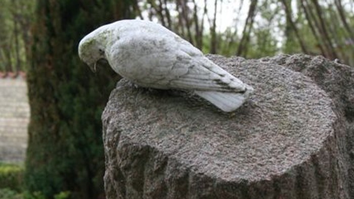 En hvid parrot sidder på en træstamme.