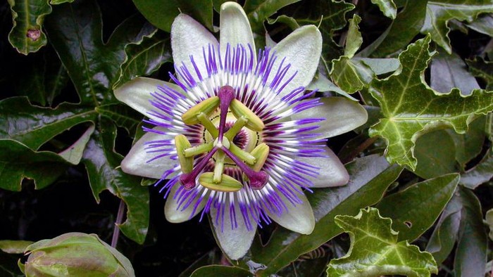 Eine Passionsblume mit weißen und violetten Blütenblättern umgeben von grünen Blättern