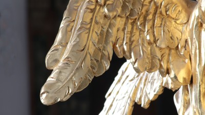 Guldfarvet ørn med udbrede vinger