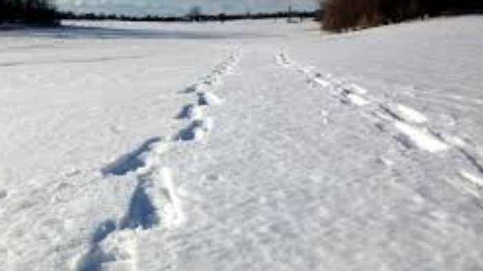 Sneklædt mark med dyrespor, der fører hen mod træerne.