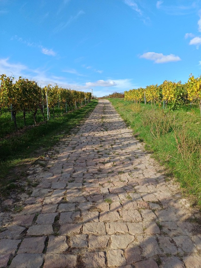Pilgern_Wein.jpg