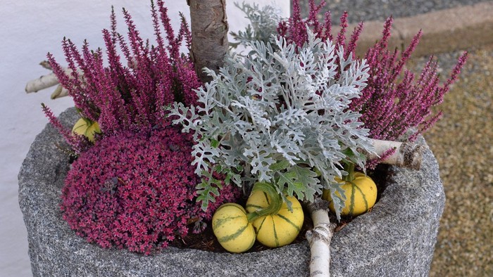 En blomsterkasse med rød og grå blomster og små pumper.
