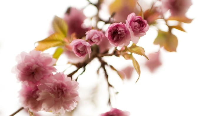 En gren med blomster og blader