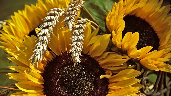 Leuchtende Sonnenblumen in voller Blüte