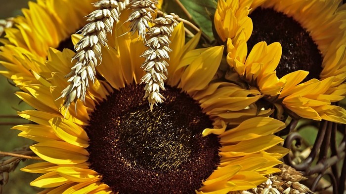 Leuchtende Sonnenblumen mit grünen Blättern und Samenköpfen