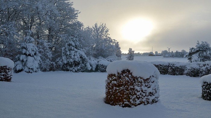 Buske dækket af sne med solskin, der skinner gennem træerne i baggrunden.