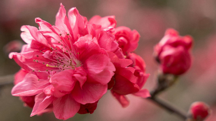 Livlige lyserøde blomster i fuldt flor på en trægren, omgivet af spirende blomsterknopper.
