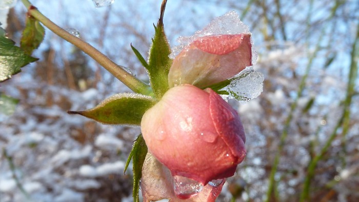 en rose i frostvejr