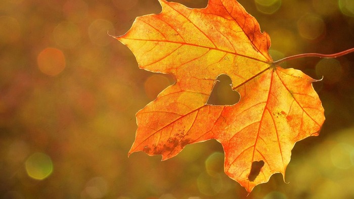 Ein leuchtend orangefarbener Blatt mit Herzform in der Mitte vor unscharfem Hintergrund