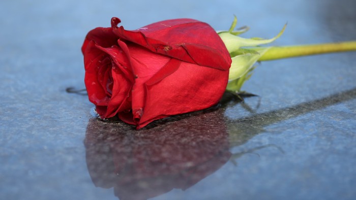 Eine rote Rose liegt auf einer blauen Oberfläche.