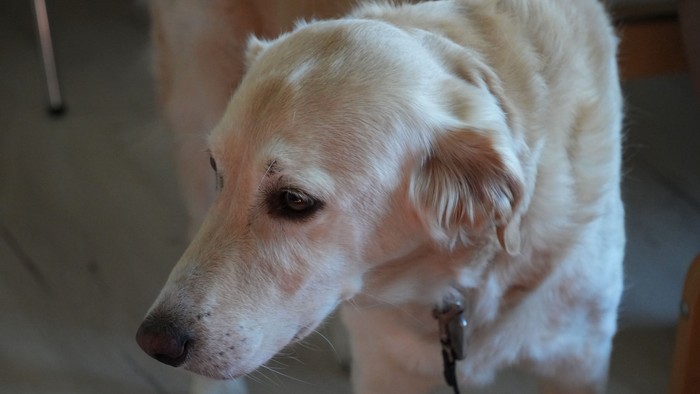 Ein weißer Hund steht auf einem Boden und schaut zur Seite.