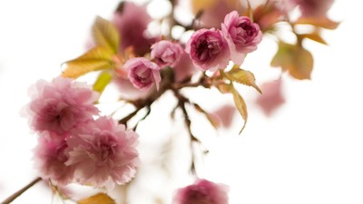 En gren med blomster og blader