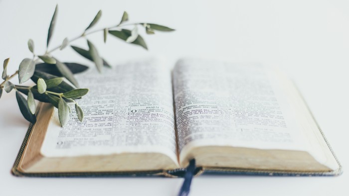 Offenes Buch mit Grünpflanze darauf