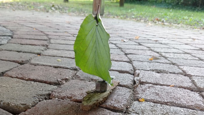 Ein Blatt schwebt über einem Kopfsteinpflasterweg