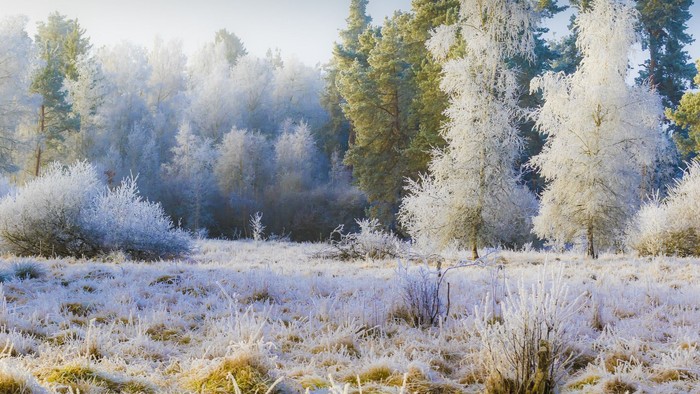Frostklædt skovscene med fine iskrystaller på græs og træer i det tidlige morgenlys.