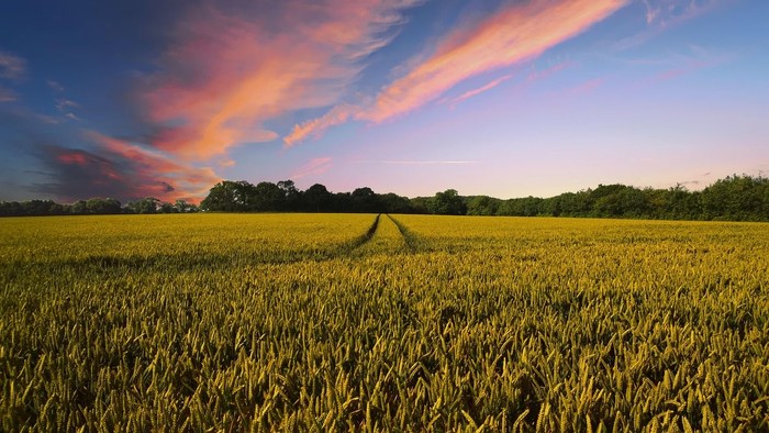 Ein goldener Feldweg bei Sonnenuntergang, umgeben von Bäumen und einem farbenfrohen Himmel