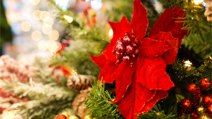 Et rødt poinsettia på en juletree med lys og belægning