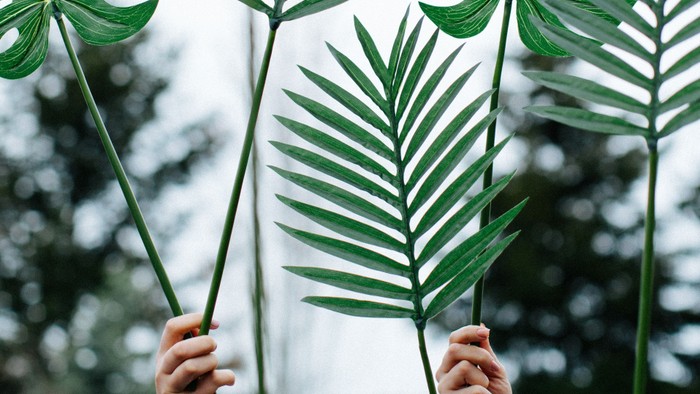 Hænder holder store grønne palmerblade op mod himlen