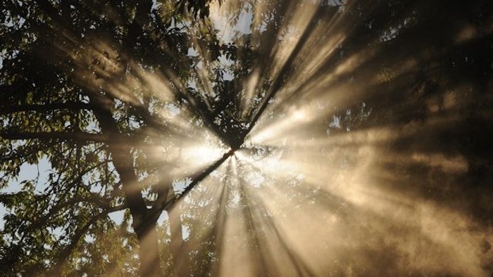 Sonne scheint durch Bäume, Lichtstrahlen erleuchten Wald