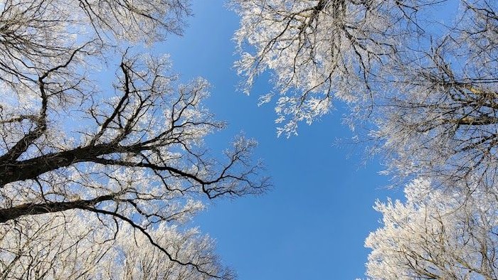 Træer med skud og klar blå himmel.