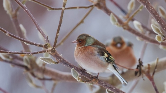 En fugl sidder på en gren med blomsterknopper.