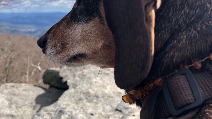Ein brauner Hund sitzt auf einem Felsen und schaut in die Ferne.