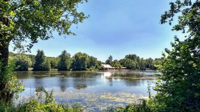 Ein ruhiger See umgeben von Bäumen unter klarem Himmel