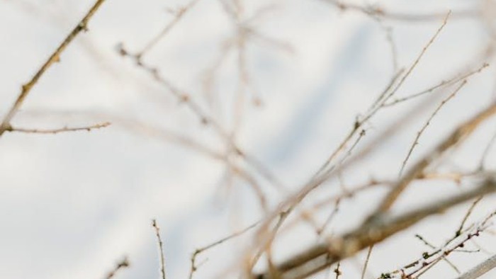 Winter, Zweig, Natur