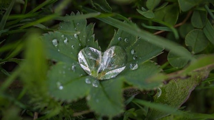Ein Blatt mit Wassertröpfchen auf grüner Pflanze