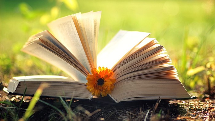 Ein offenes Buch mit einer leuchtend orangefarbenen Blume, die zwischen seinen Seiten auf grasigem Boden liegt.