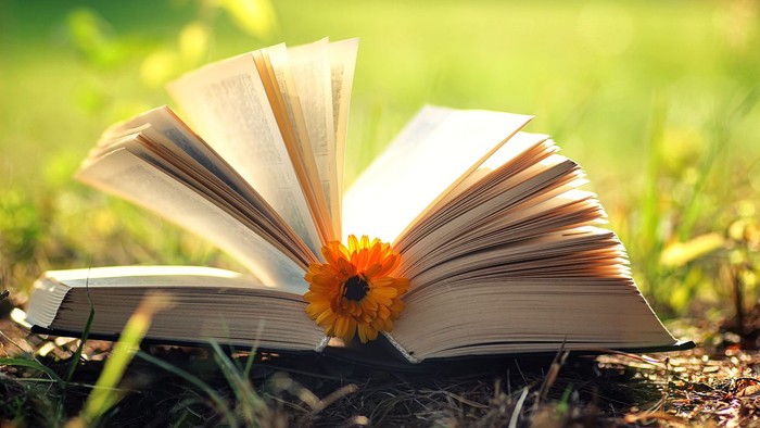 Ein offenes Buch mit einer leuchtend orangefarbenen Blume, die zwischen seinen Seiten auf grasigem Boden liegt.