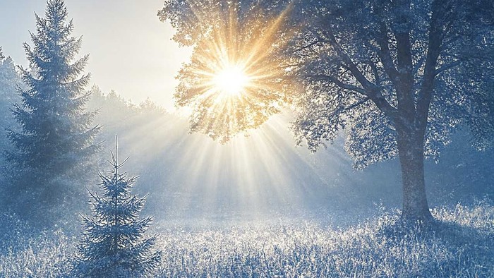 Sonnenaufgang in einem verschneiten Wald mit hohen Bäumen und frostbedecktem Gras.