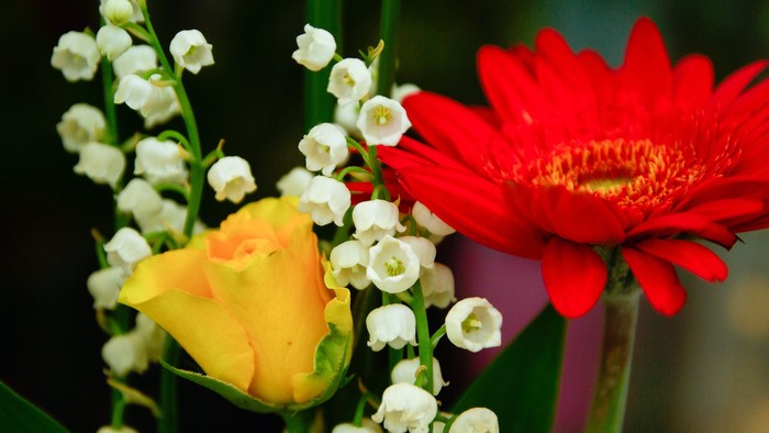 Lebendiger Strauß mit einer gelben Rosenknospe, weißem Maiglöckchen und einer leuchtend roten Gerbera.