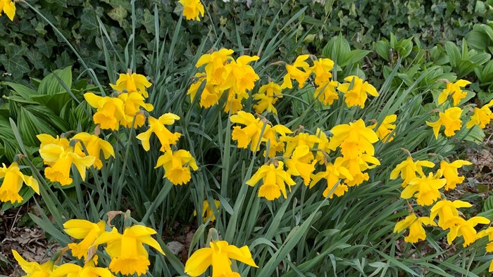 Gulde kølerod i blomst