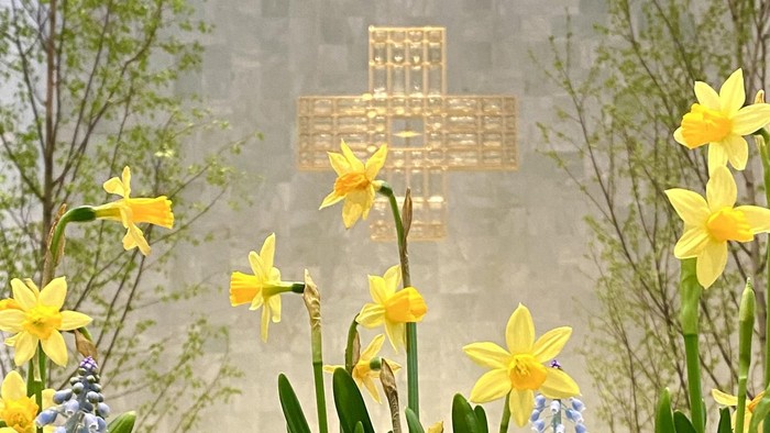 Bild von blühenden Osterglocken mit einem Kreuz im Hintergrund