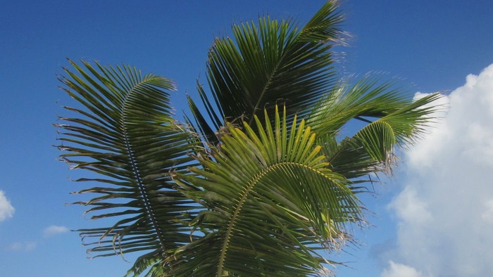 En palme træ på stranden med blå himmel og hvidt sand.