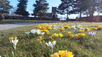 En smuk have med gule og hvide krokus i forgrunden og træer i baggrunden