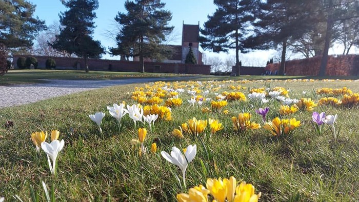 En smuk have med gule og hvide krokus i forgrunden og træer i baggrunden