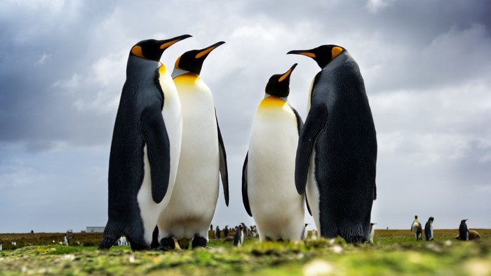 Vier Pinguine stehen auf einem grasbewachsenen Feld unter einem bewölkten Himmel.