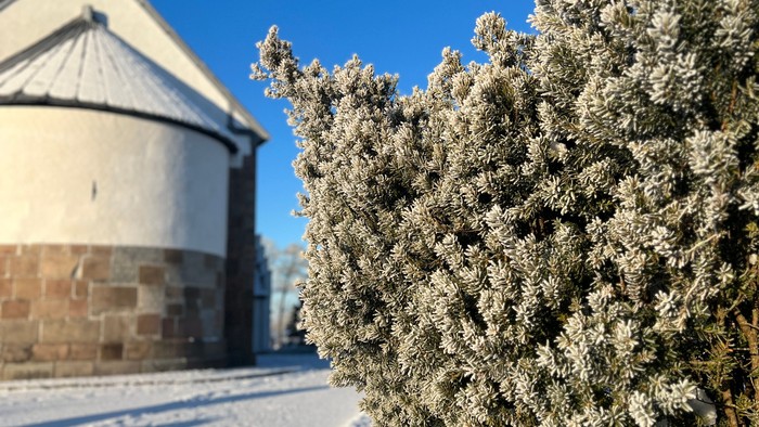 En snedronnet busk foran et hus med tagterrasse.
