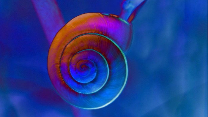 Ein leuchtend orangefarbener Schneckenschal vor einem blauen Hintergrund