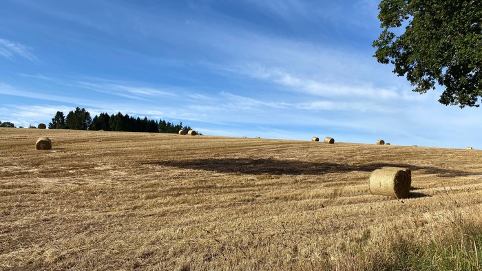 Golden hay bales in a vast field under a clear blue sky.