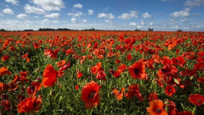 Vast field of vibrant red poppies under blue sky