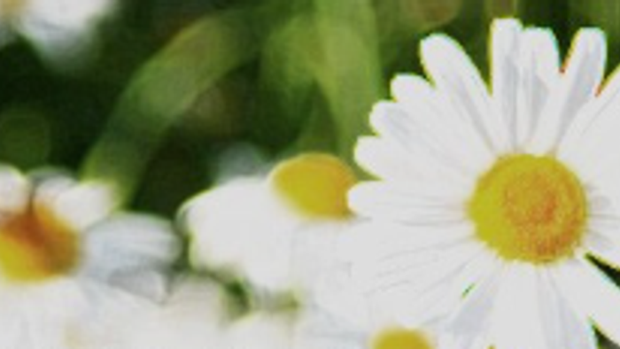 En hvid marguerite med gule midter, omgivet af grønne blade.