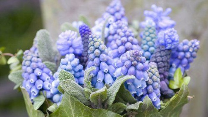 En blomstertøse med blå hyacinter og grøn binde.