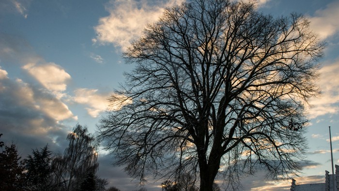 Et nøgent træ står som en silhuet mod en dramatisk, farverig tusmørkehimmel med spredte skyer.