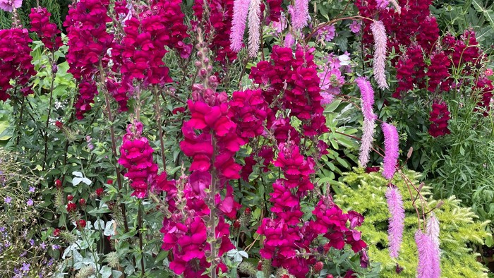 Der lebendige Garten erblüht mit tiefroten und rosafarbenen Blüten, umgeben von üppigem Grün.